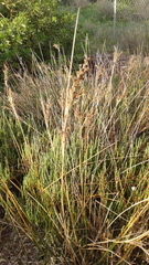 Juncus kraussii