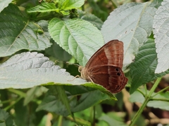 Abisara echerius