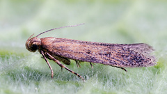 Scrobipalpa proclivella