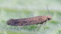 Scrobipalpa proclivella