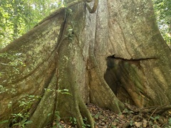 Bertholletia excelsa