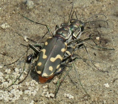 Cicindela haemorrhagica