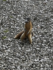 Sciurus niger avicennia