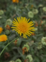 Sonchus brachyotus
