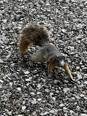 Sciurus niger avicennia