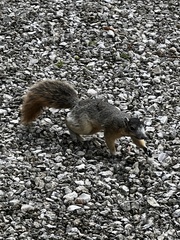 Sciurus niger avicennia