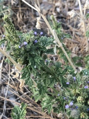 Verbena lasiostachys