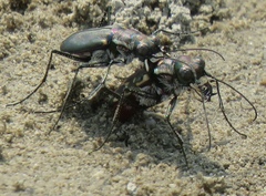 Cicindela haemorrhagica