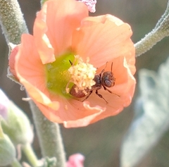 Macroteropsis