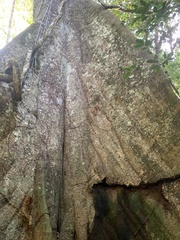 Bertholletia excelsa