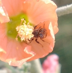 Macroteropsis