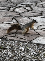 Sciurus niger avicennia