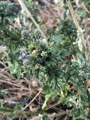 Verbena lasiostachys