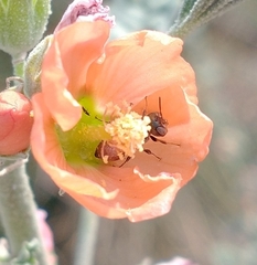 Macroteropsis