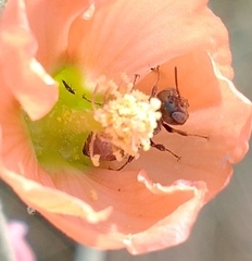 Macroteropsis