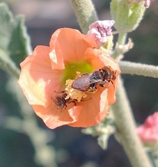 Macroteropsis