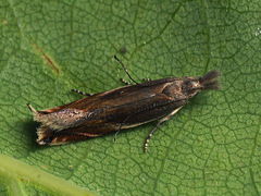 Sophronia sicariellus