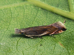 Sophronia sicariellus