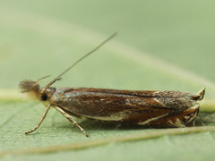 Sophronia sicariellus