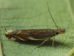 Sophronia sicariellus