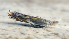 Sophronia sicariellus
