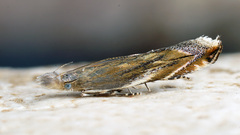 Sophronia sicariellus