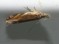 Sophronia sicariellus