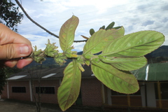 Columnea spathulata