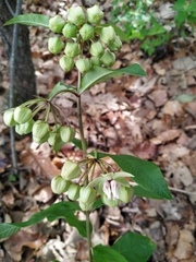 Asclepias auriculata