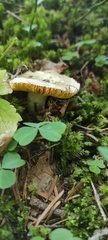 Russula postiana