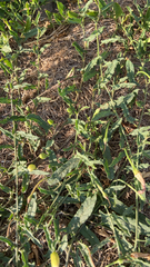 Convolvulus equitans