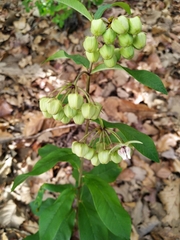 Asclepias auriculata