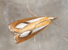 Catoptria conchella