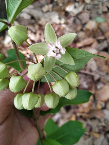 Image of Asclepias auriculata by (c) Juan Antonino Sandoval, some rights reserved (CC BY)