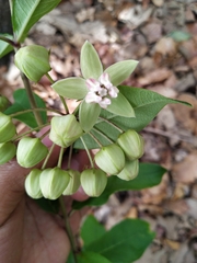 Asclepias auriculata