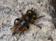 Laphria fernaldi