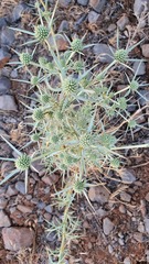 Eryngium glomeratum