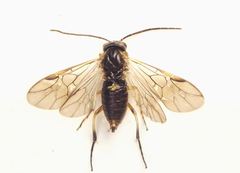 Pristiphora decipiens