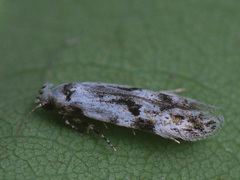 Stenolechia gemmella