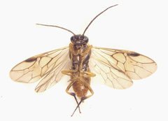 Pristiphora decipiens