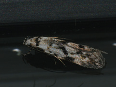 Stenolechia gemmella