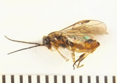 Pristiphora decipiens