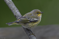 Cape May Warbler photo 6
