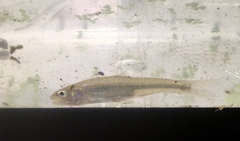 Notropis dorsalis