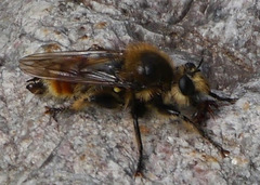 Laphria fernaldi
