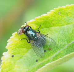 Eudasyphora cyanella
