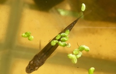 Notropis dorsalis