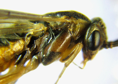Pristiphora decipiens