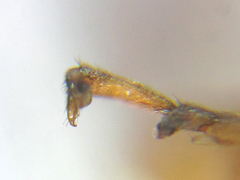 Pristiphora decipiens
