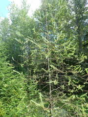 Pristiphora erichsonii